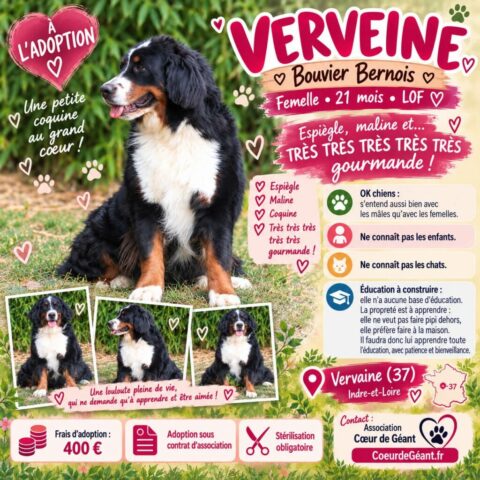 Verveine