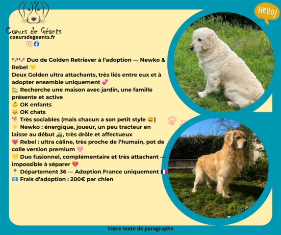 newko et rebelle