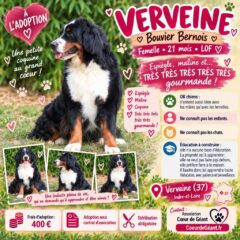 Verveine